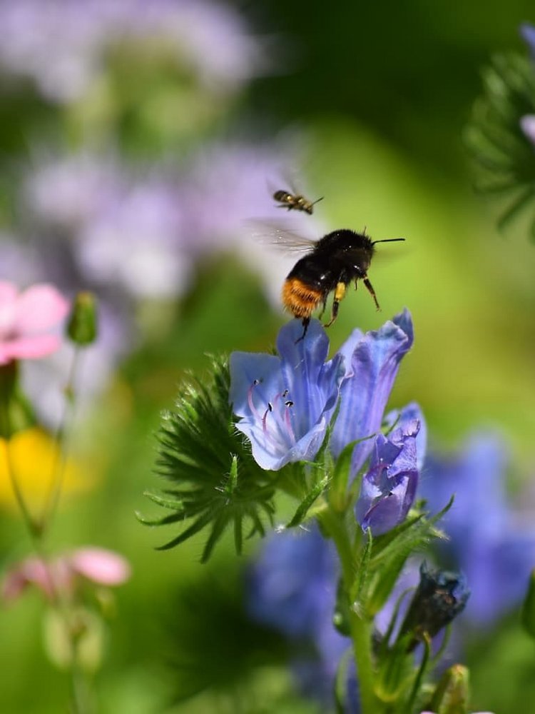 Eine Hummel sammelt Nektar auf einer leuchtend blauen Waldblume.