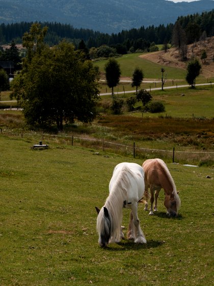 Weißes Pferd auf einer typischen Schwarzwälder Bergweide im Sommer.