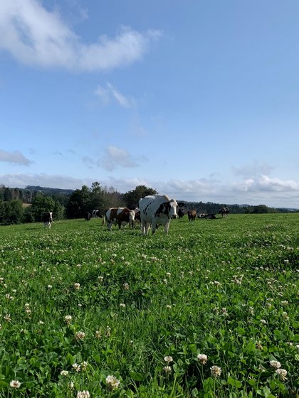Weite, grüne Schwarzwaldwiesen am Käppelehof in der Nähe des Hotels Vier Jahreszeiten am Schluchsee.