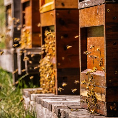 Blick auf die bunten Bienenkästen in der Natur beim Hotel Vier Jahreszeiten im Schwarzwald.