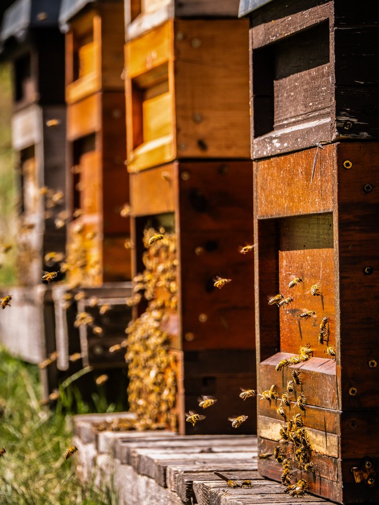 Blick auf die bunten Bienenkästen in der Natur beim Hotel Vier Jahreszeiten im Schwarzwald.