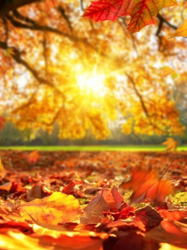 Farbenprächtiges, orangefarbenes Herbstlaub an Bäumen im goldenen Sonnenlicht.