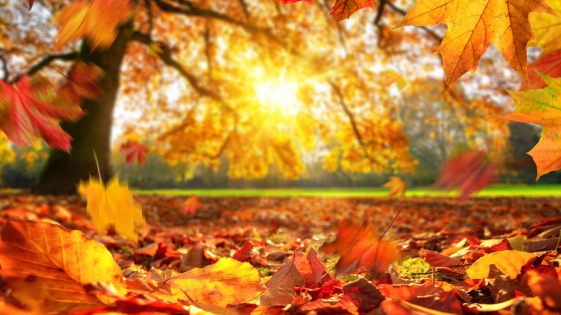 Farbenprächtiges, orangefarbenes Herbstlaub an Bäumen im goldenen Sonnenlicht.