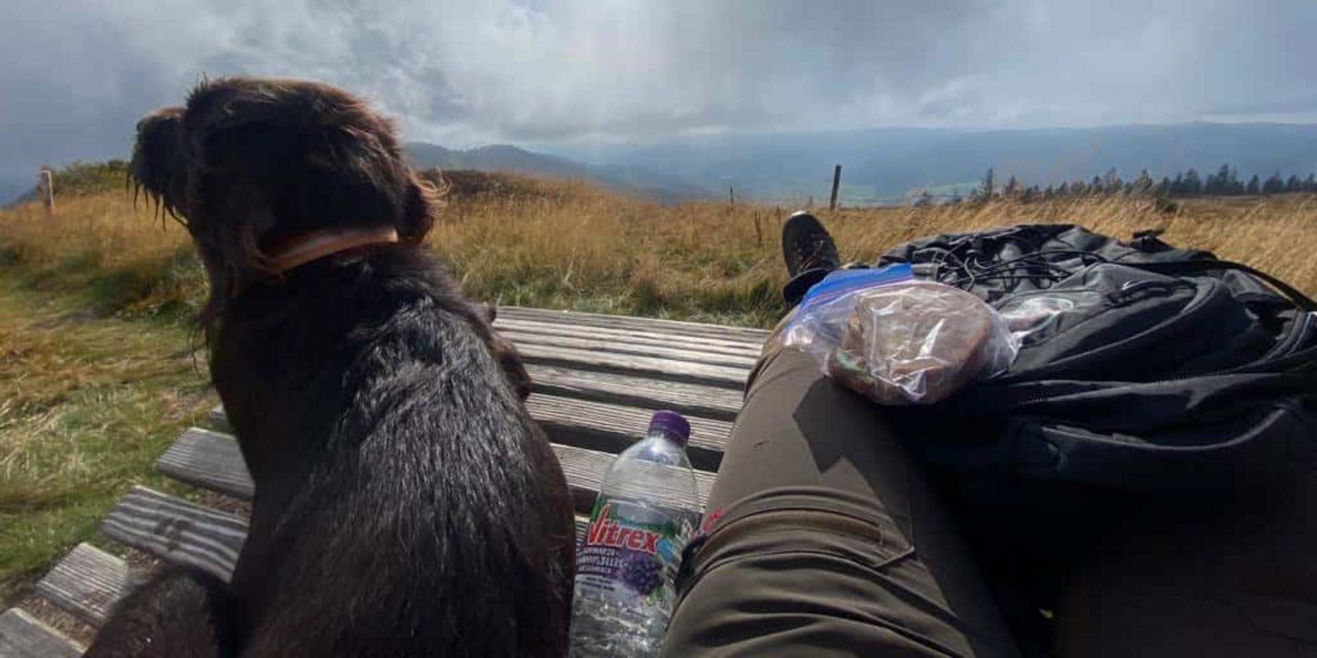 Ein brauner Hund ruht sich auf einer Holzbank aus und blickt über die weite Schwarzwaldlandschaft.