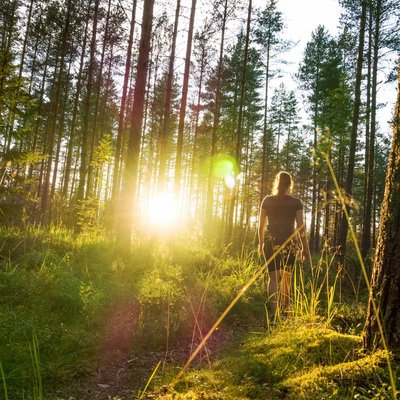 Die Sonne bricht spektakulär durch die hohen Bäume des Schwarzwalds bei einer Wanderung.