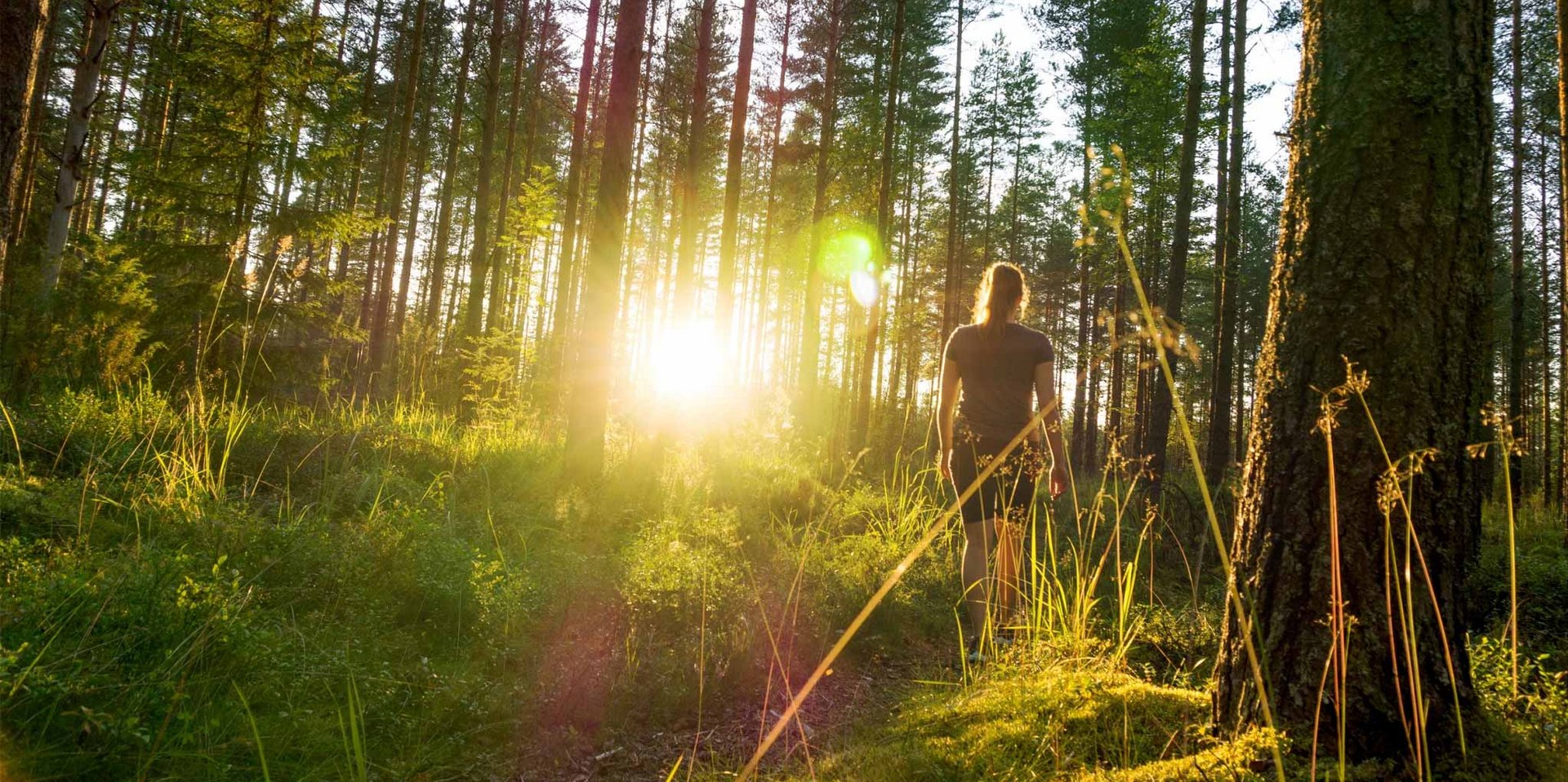 Die Sonne bricht spektakulär durch die hohen Bäume des Schwarzwalds bei einer Wanderung.