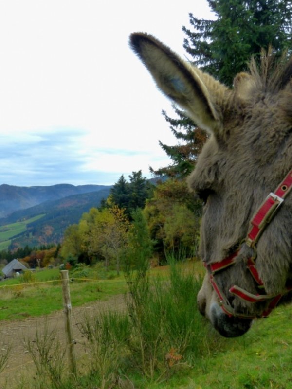 Ein Esel blickt auf die weite Aussicht auf Täler und grüne Berge.