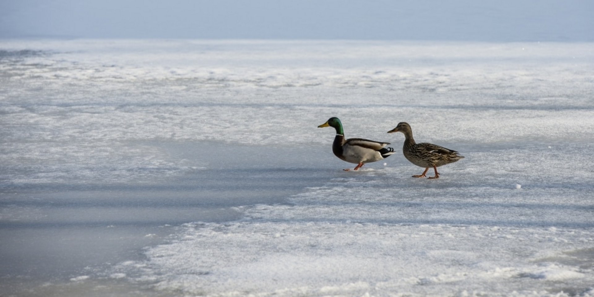 Zwei Enten spazieren am Ufer des Schluchsees über eine leicht gefrorene Wasserfläche im Winter.