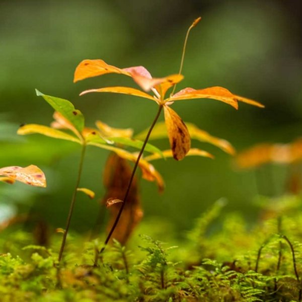 Junge grüne Buchenblätter sprießen im Frühling am Waldboden im Schwarzwald.