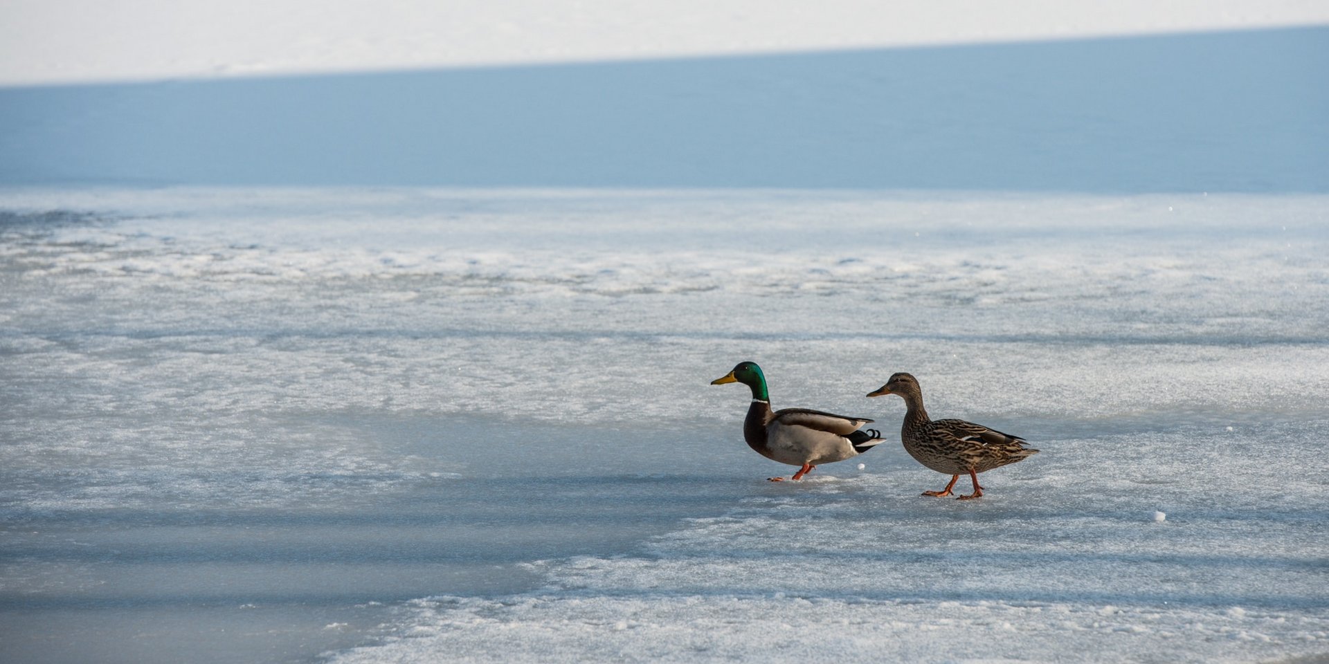 Zwei Enten laufen über die gefrorene Eisfläche des Schluchsees im Winter.