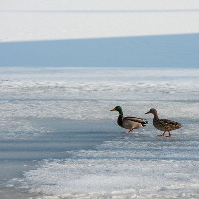 Zwei Enten laufen über die gefrorene Eisfläche des Schluchsees im Winter.