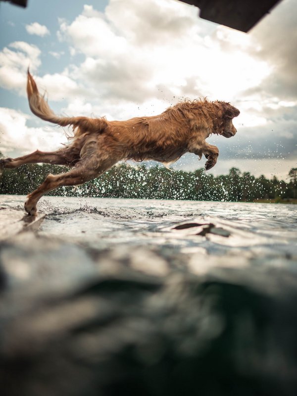 Ein Hund springt mit vollem Elan von einem Steg in das kühle Wasser des Schluchsees.