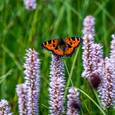 Pfauenauge auf einer Blume im Schwarzwald
