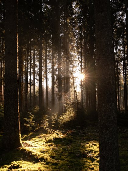 Sonnenaufgang im Wald, Licht bricht zwischen Bäumen