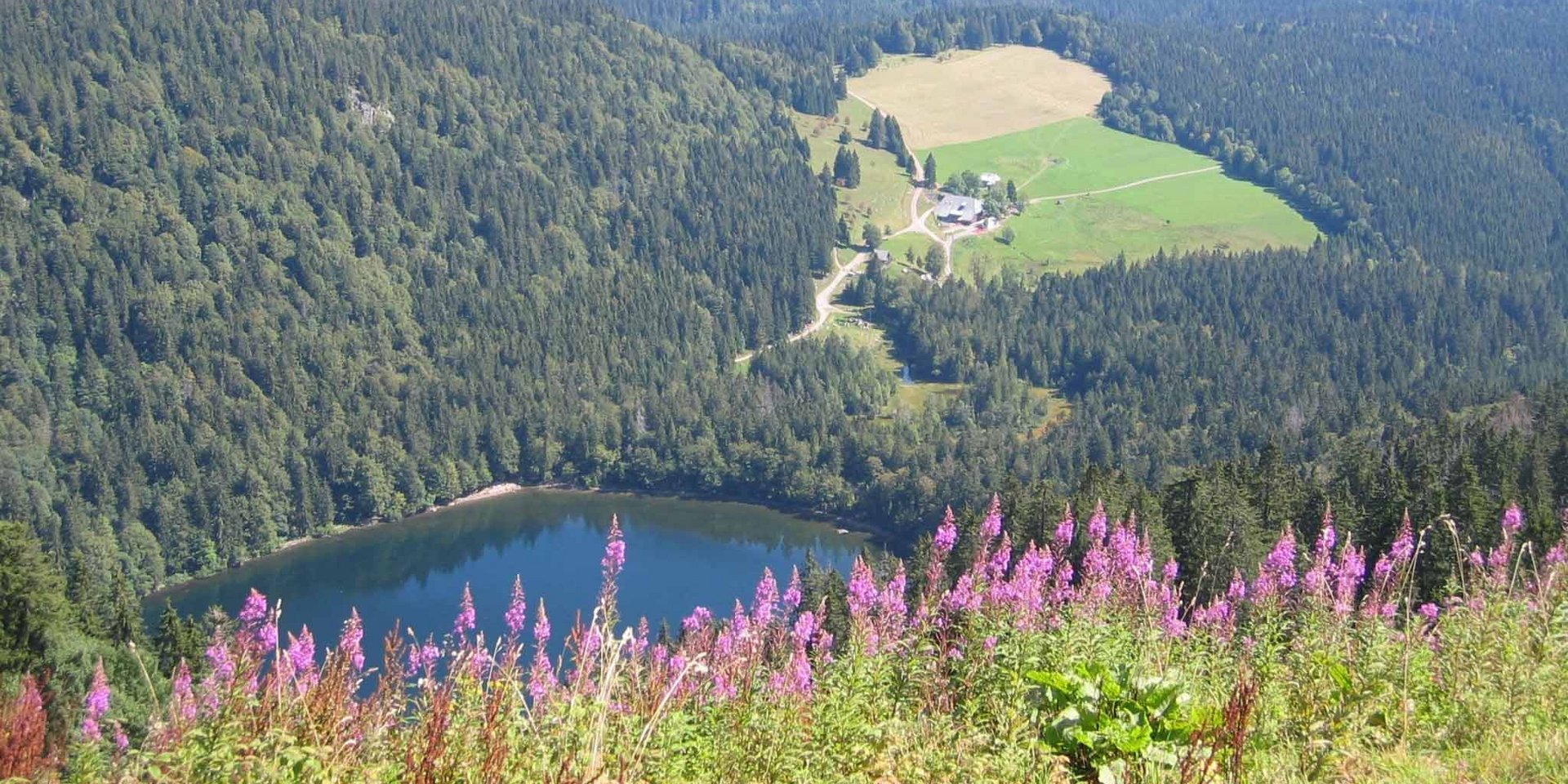 Blick von oben auf den idyllischen Feldsee im Schwarzwald, umrahmt von steilen Waldhängen.
