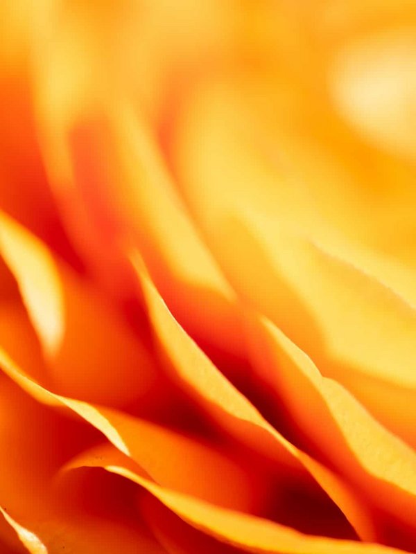 Nahaufnahme von leuchtenden, orangefarbenen Blütenblättern einer Blume.