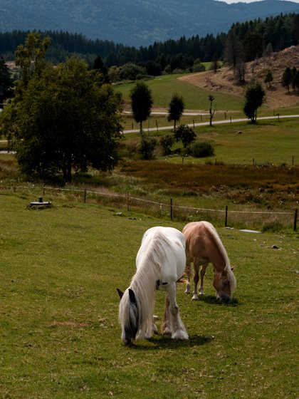Ein Pony grast auf einer Koppel mit Blick auf die hügelige Landschaft am Schluchsee.