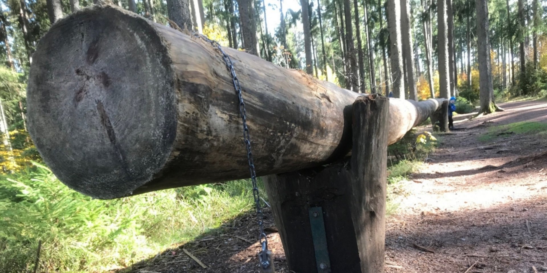 Ein hohler Baumstamm lädt zum Entdecken und Spielen im Wald des Schlüwana Parks ein.