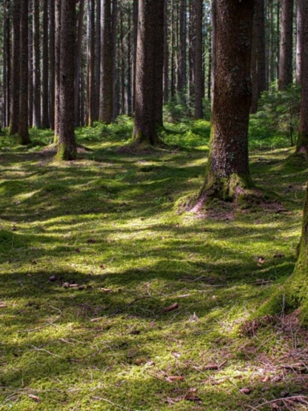 Die warme Sonne bricht durch die hohen Tannen eines dichten Waldes.