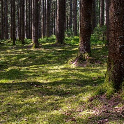Die warme Sonne bricht durch die hohen Tannen eines dichten Waldes.