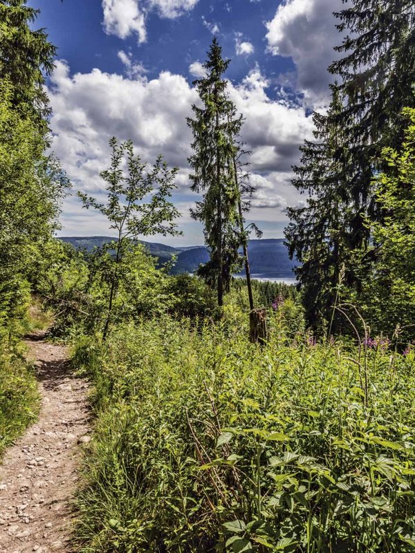 Ein naturbelassener Wanderweg führt durch die dichte Vegetation im Schwarzwald nahe dem Schluchsee.