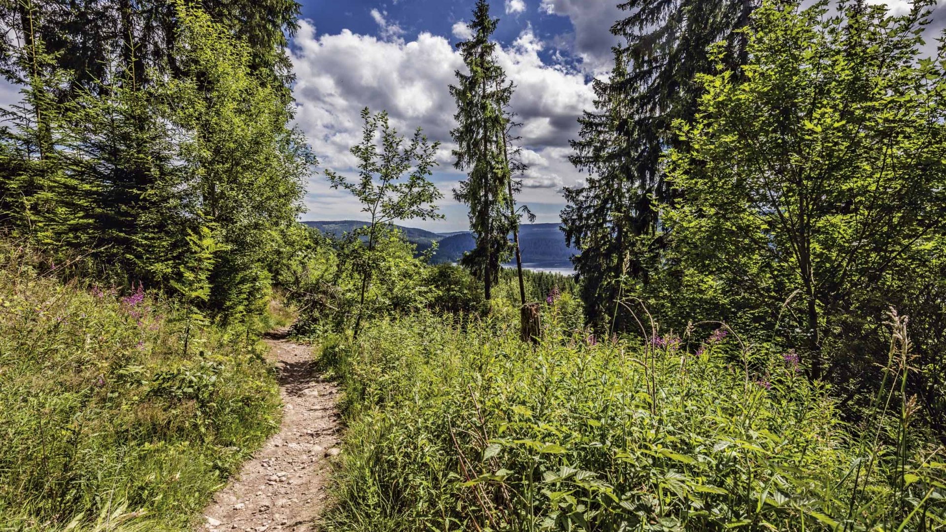Ein naturbelassener Wanderweg führt durch die dichte Vegetation im Schwarzwald nahe dem Schluchsee.