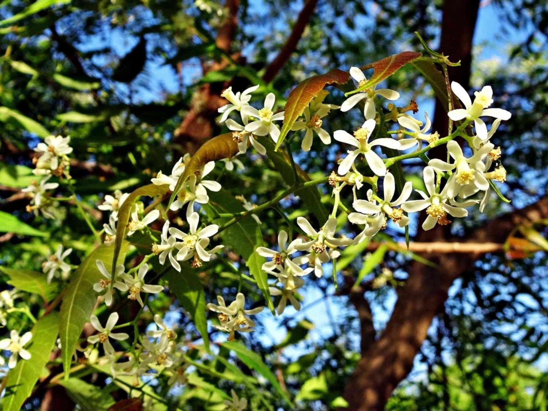 Blühende Zweige eines Neem-Baums mit kleinen weißen Blüten unter strahlend blauem Himmel.