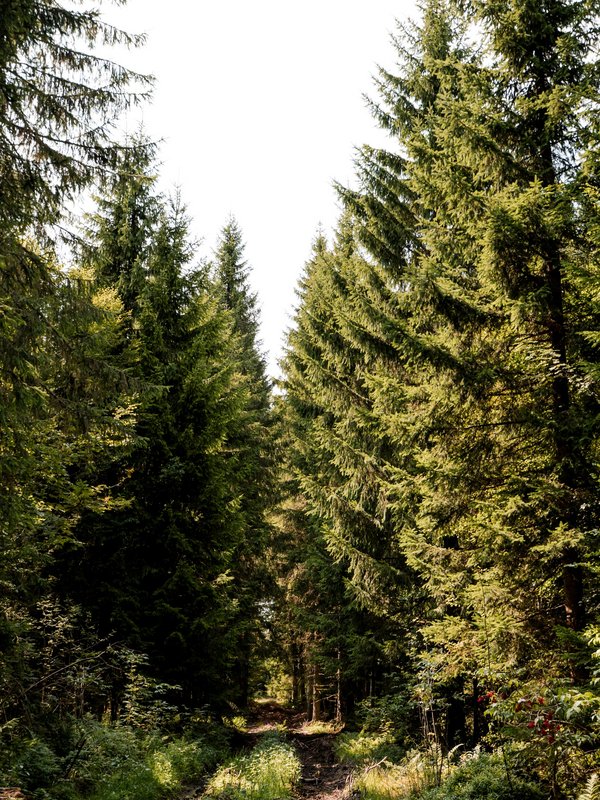 Schattiger Forstweg durch den dichten Nadelwald des Hochschwarzwalds.