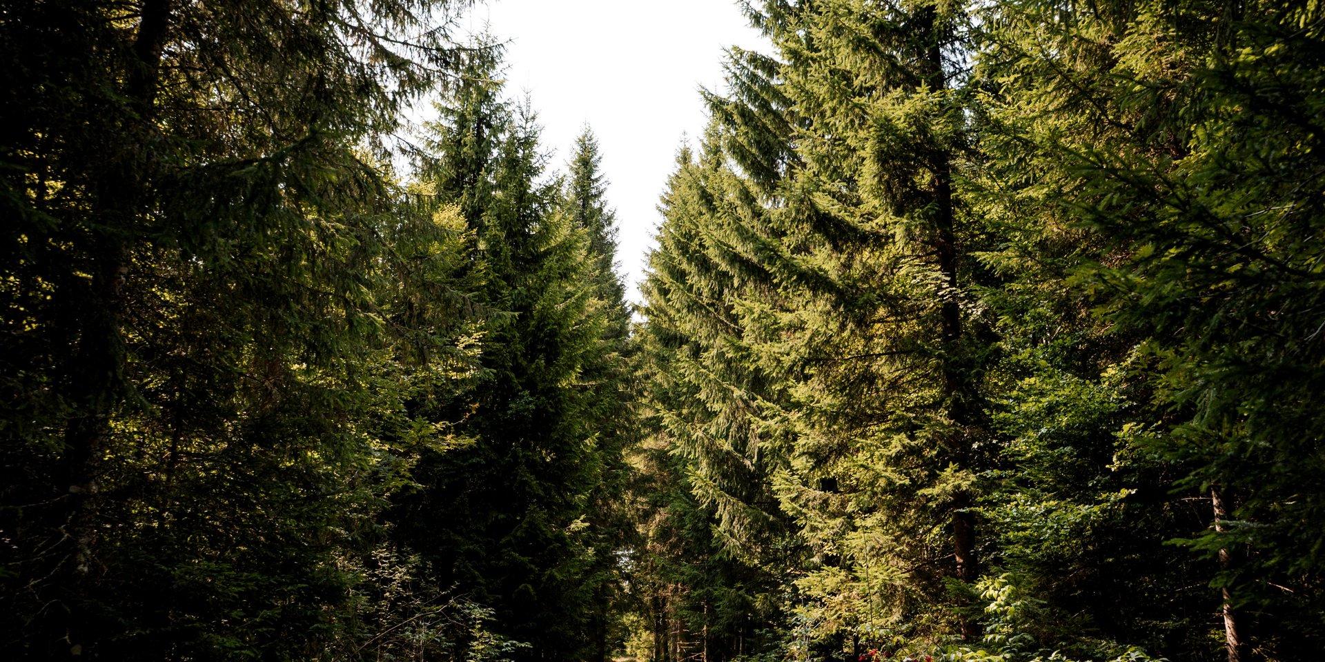 Schattiger Forstweg durch den dichten Nadelwald des Hochschwarzwalds.
