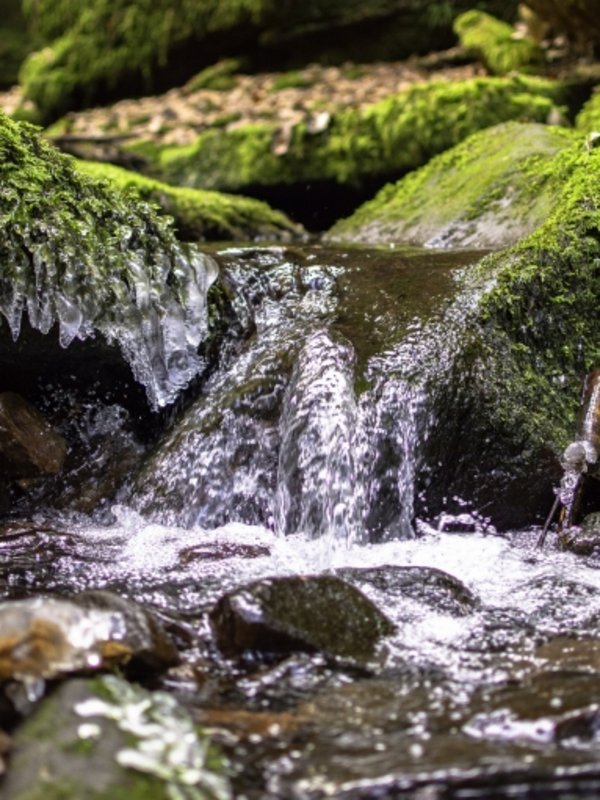 Ein klarer Bergbach fließt über bemooste Steine durch den Schwarzwald beim Hotel Vier Jahreszeiten.