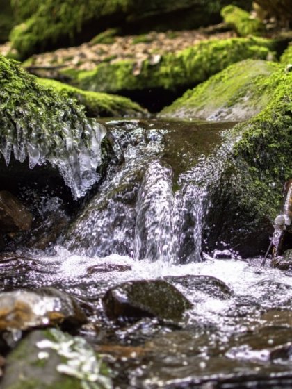 Ein klarer Bergbach fließt über bemooste Steine durch den Schwarzwald beim Hotel Vier Jahreszeiten.