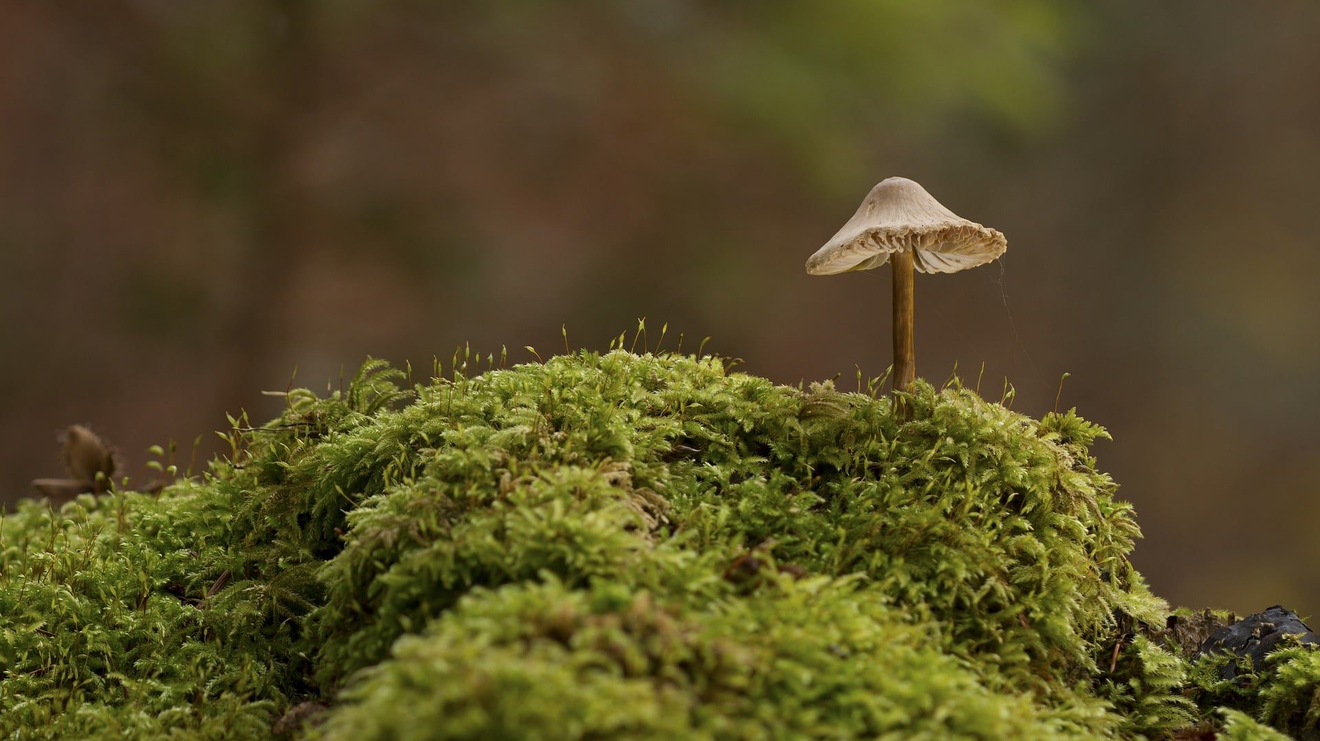 Ein kleiner Pilz wächst auf einem bemoosten Baumstamm im dichten Wald.