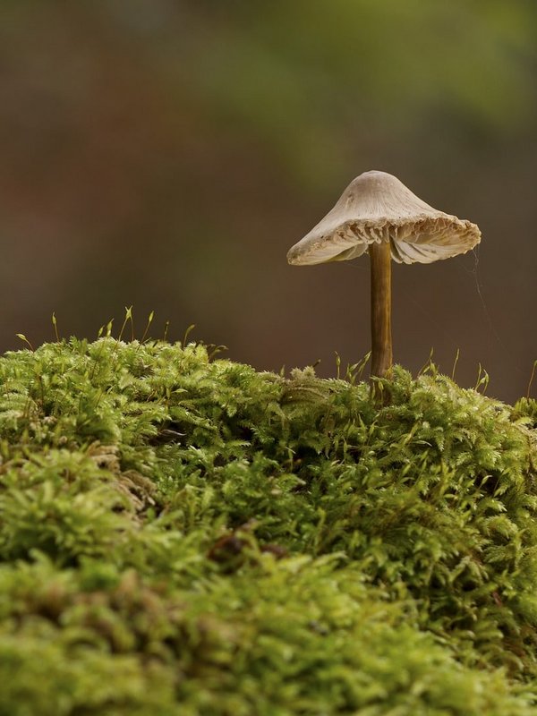 Ein kleiner Pilz wächst auf einem bemoosten Baumstamm im dichten Wald.
