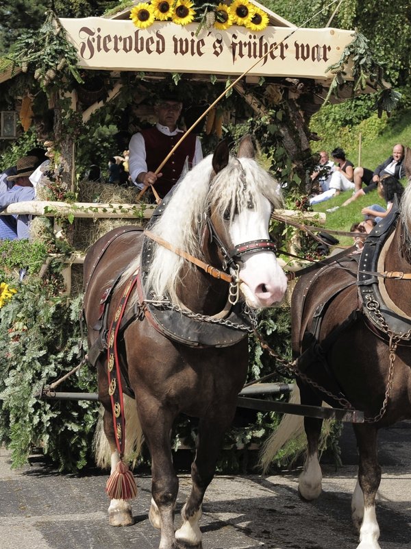 Traditioneller Festumzug in St. Märgen mit prachtvoll geschmückten Pferdekutschen im Schwarzwald.