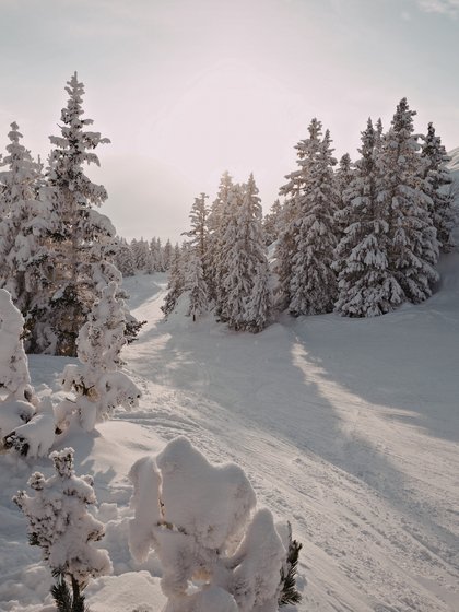Bäume verhangen von Schnee in der Mitte ein verschneiter Weg 