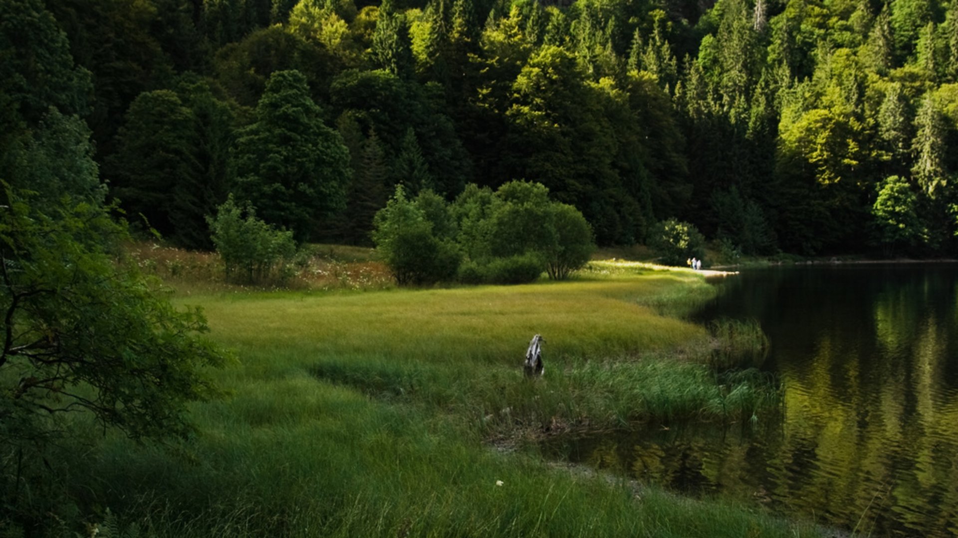 Eine Naturlandschaft mit wiesen und Hügeln 