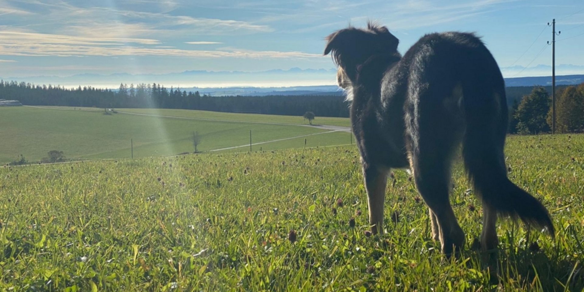 Ein schwarzer Hund steht auf einer grünen Sommerwiese und genießt den Sonnenschein.