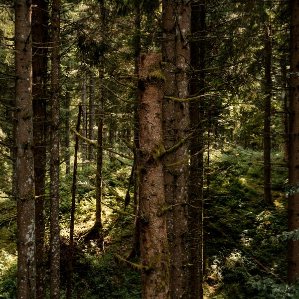 Blick in den dichten, unberührten Tannenwald des Hochschwarzwalds im August.