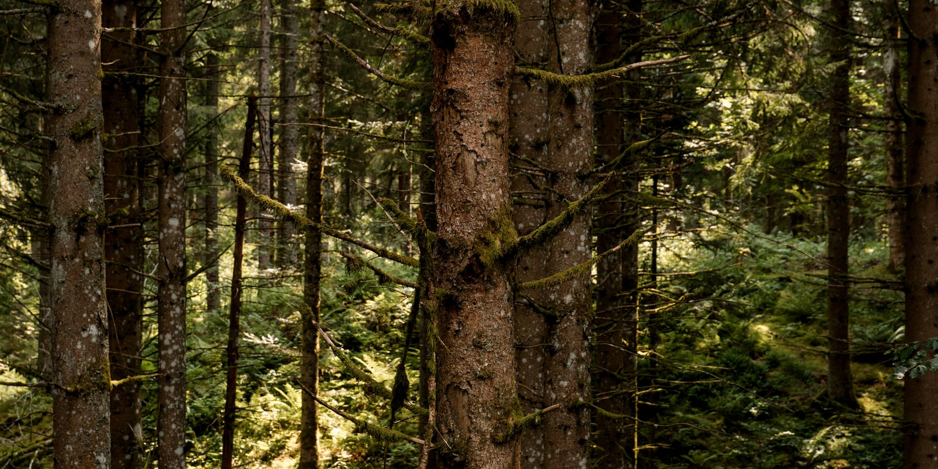 Blick in den dichten, unberührten Tannenwald des Hochschwarzwalds im August.