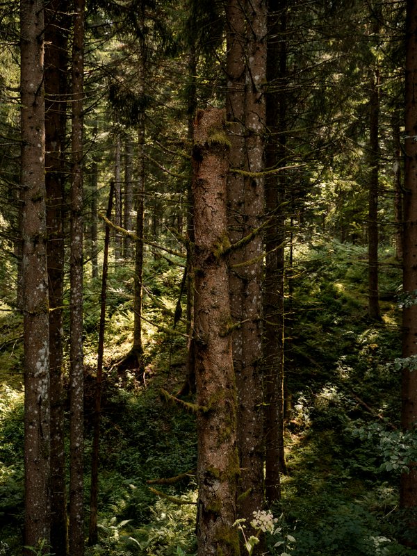 Blick in den dichten, unberührten Tannenwald des Hochschwarzwalds im August.