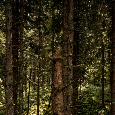 Blick in den dichten, unberührten Tannenwald des Hochschwarzwalds im August.