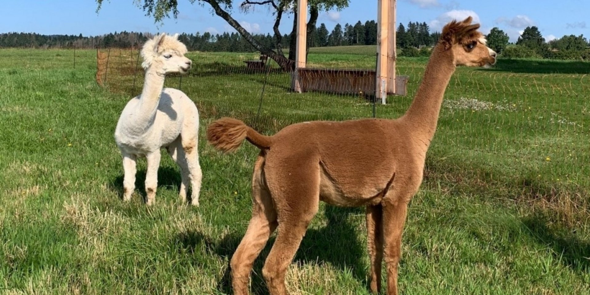 Zwei Lamas stehen zusammen auf einer Koppel des Käppelehofs im Schwarzwald.