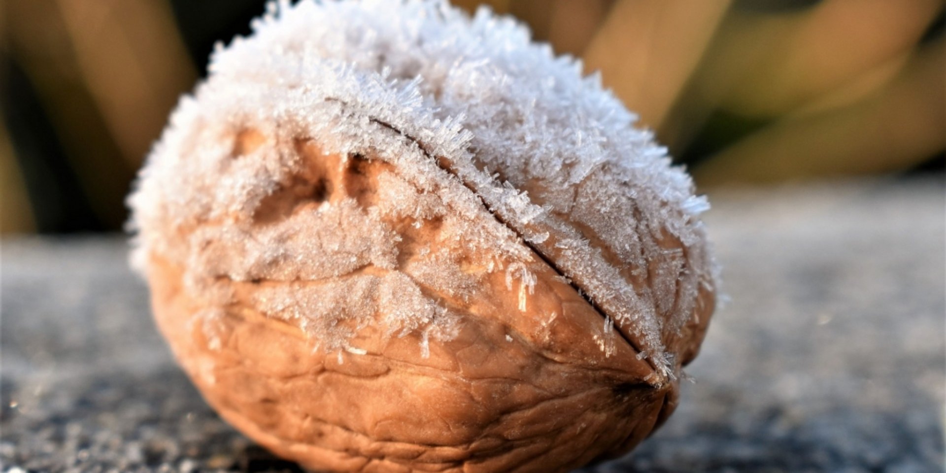 Eine gefrorene Walnuss liegt auf einer rauen Oberfläche im winterlichen Morgenlicht.