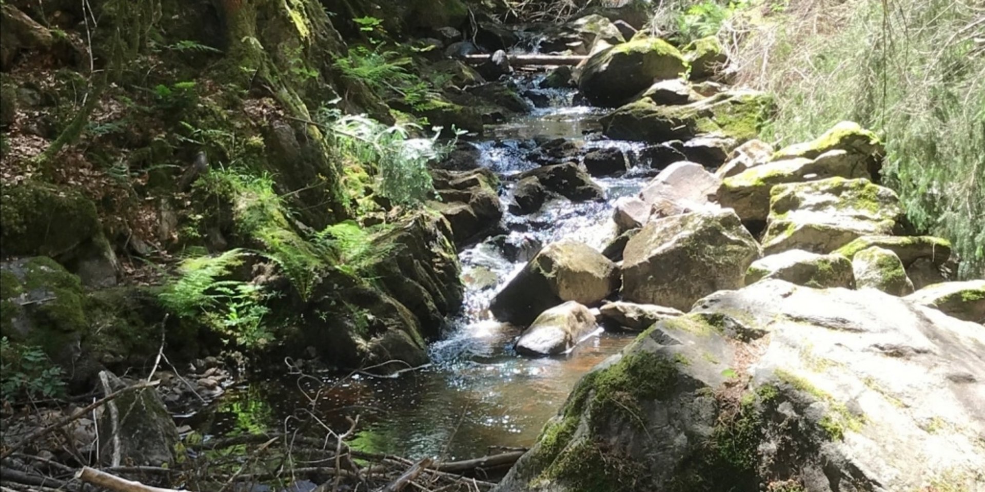Ein kleiner Bachlauf schlängelt sich über Steine durch ein grünes Waldstück bei Falkau.