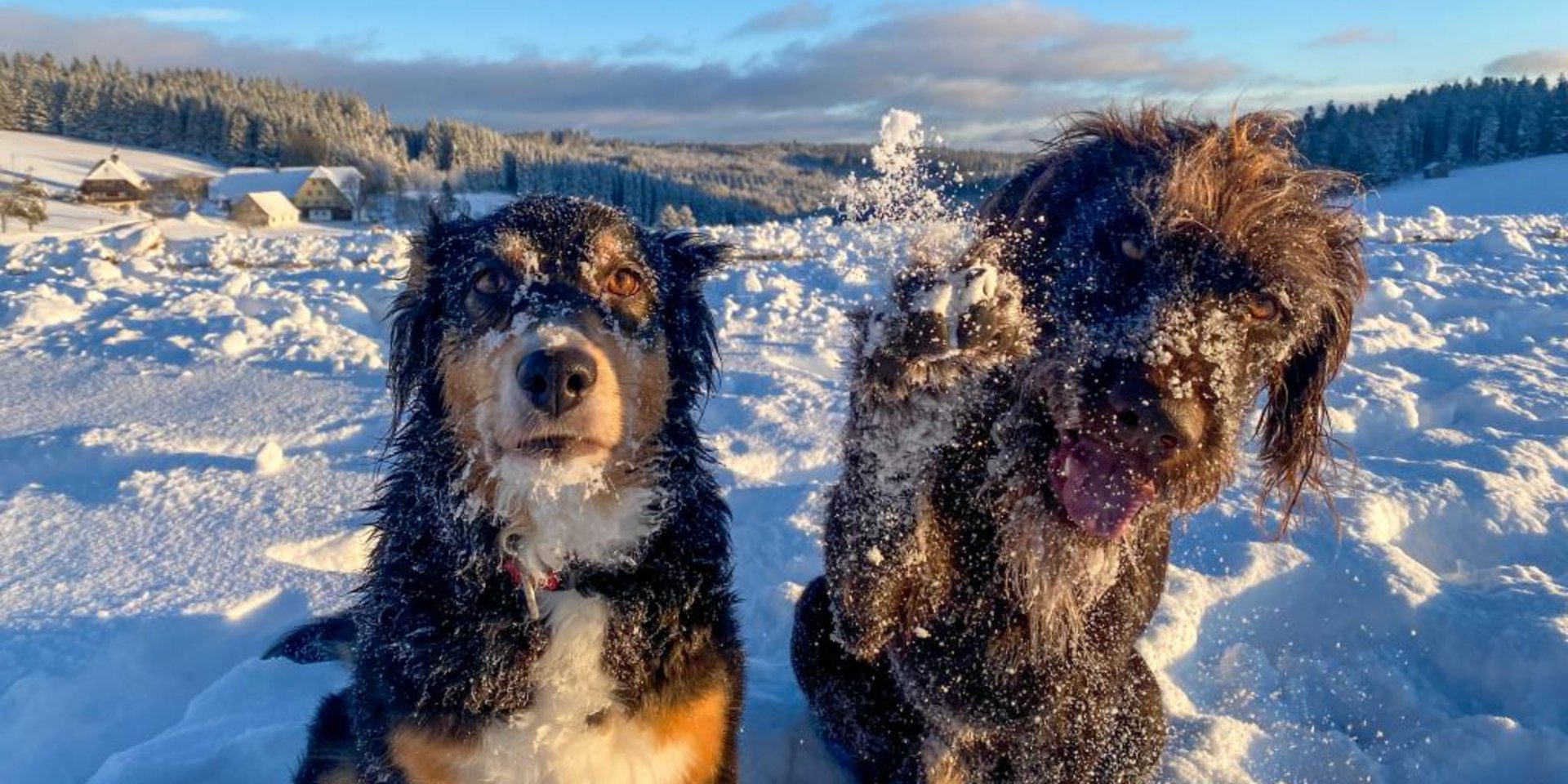 Zwei glückliche Hunde sitzen nebeneinander im tiefen Schnee im winterlichen Schwarzwald beim Hotel Vier Jahreszeiten.