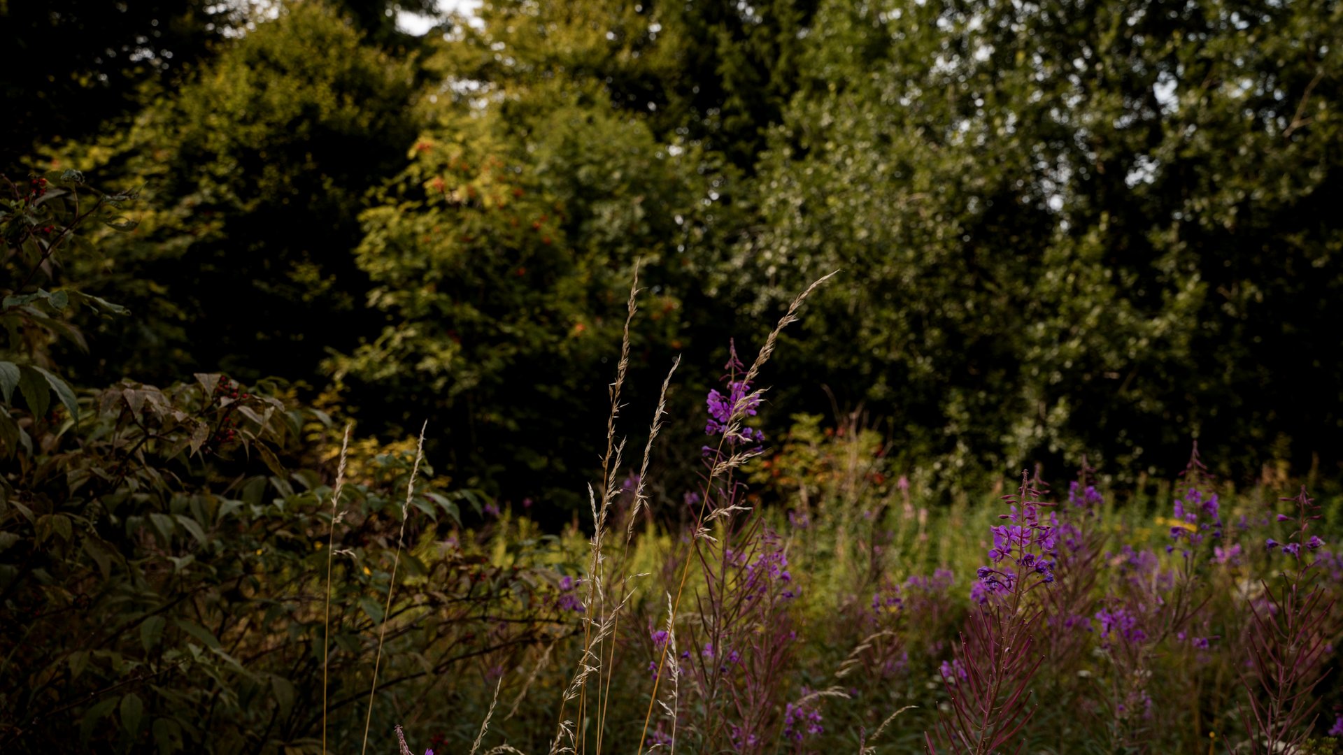 Wilde Flora und lila Sommerblumen am Rand eines Schwarzwald-Pfades.