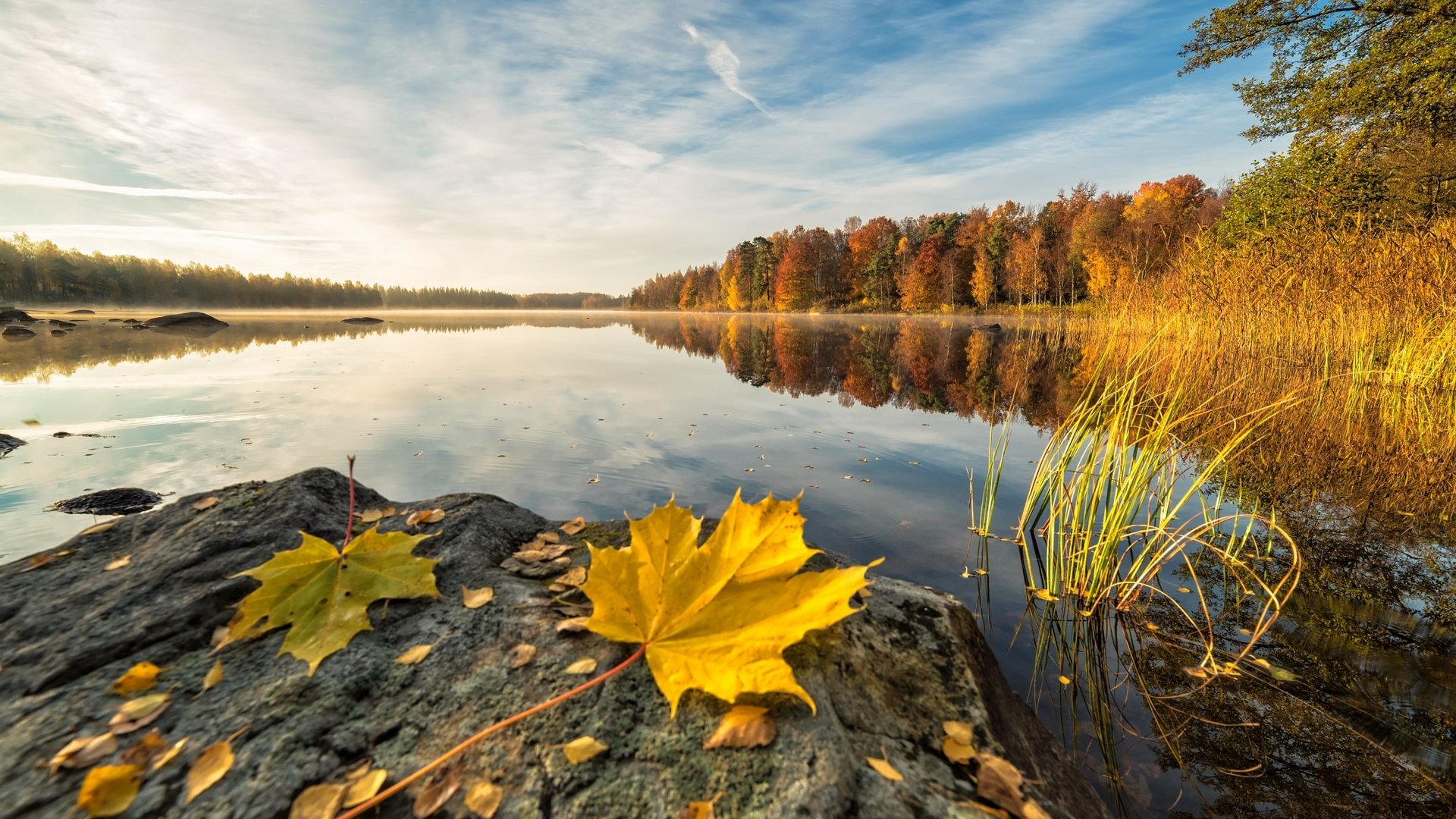Blick über einen ruhigen See im Schwarzwald, dessen Ufer in leuchtenden Herbstfarben erstrahlen.