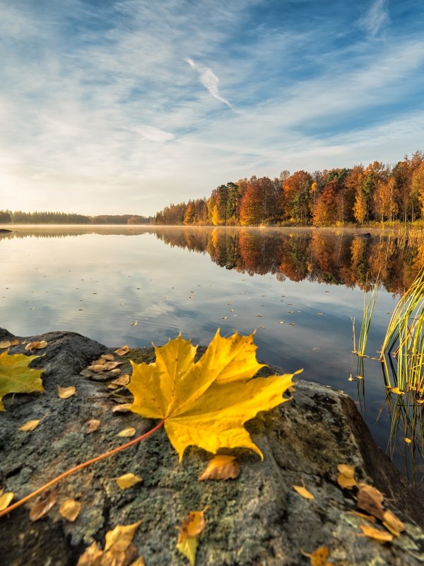 Blick über einen ruhigen See im Schwarzwald, dessen Ufer in leuchtenden Herbstfarben erstrahlen.