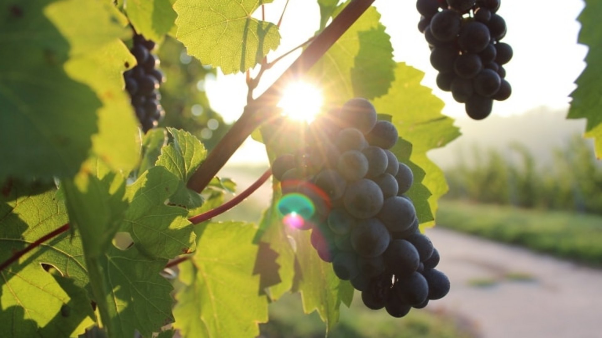 Eine prachtvolle, dunkle Weintraube hängt an einem Weinstock im Gegenlicht der Abendsonne.