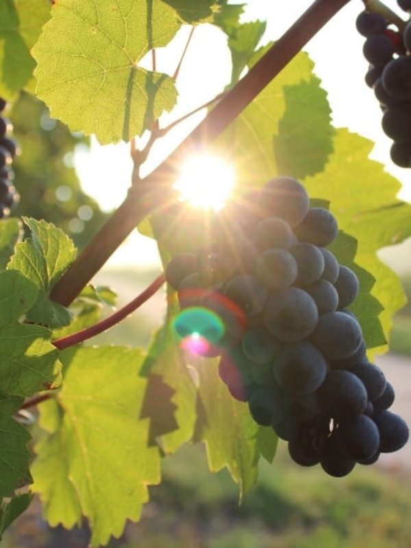 Eine prachtvolle, dunkle Weintraube hängt an einem Weinstock im Gegenlicht der Abendsonne.
